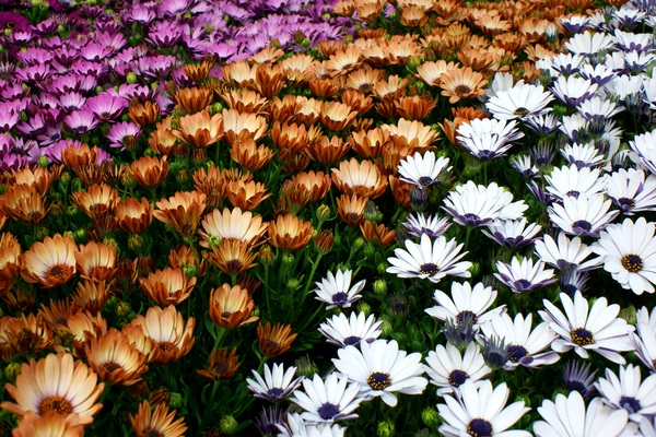 three colours flower carpet