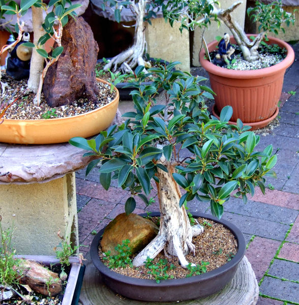 bonsai world17
