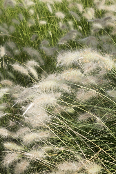 Ornamental grass heads