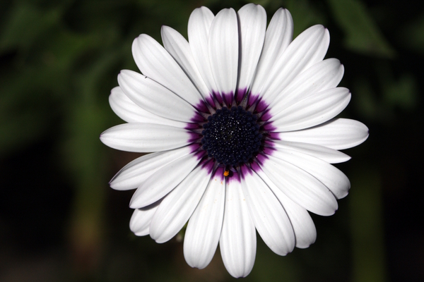 White & purple flower