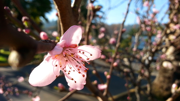 Plum blossom 3