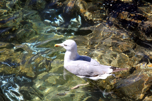 Seagull 9