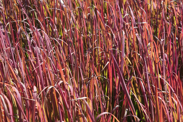 Red grass texture