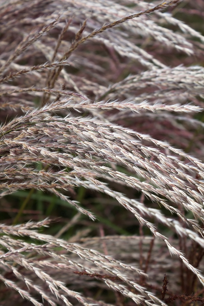Feathery grass texture