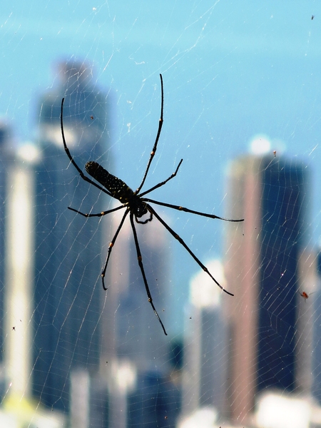 city spider