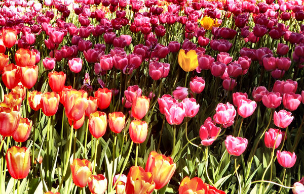 spring tulips3