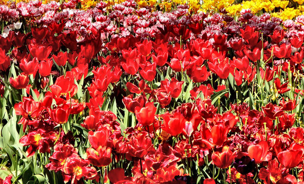 spring tulips17
