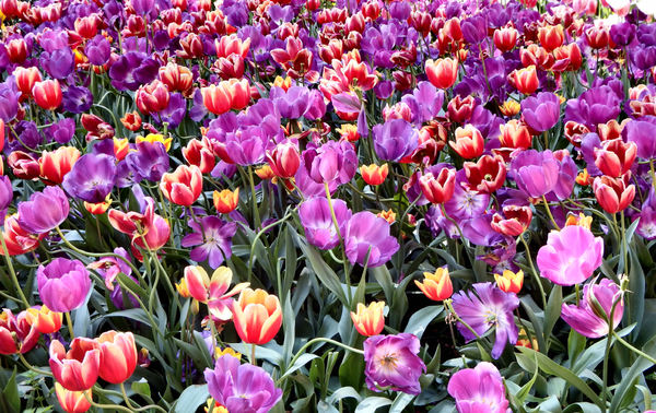 spring tulips15