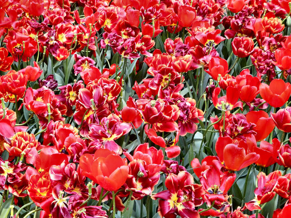 spring tulips13