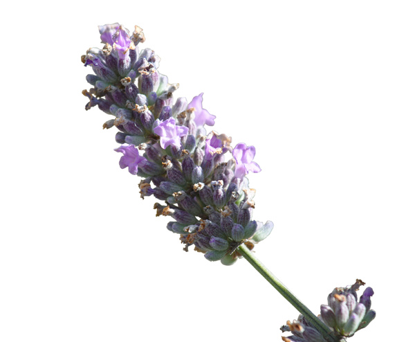 Lavender detail