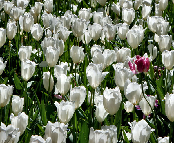 spring tulips21