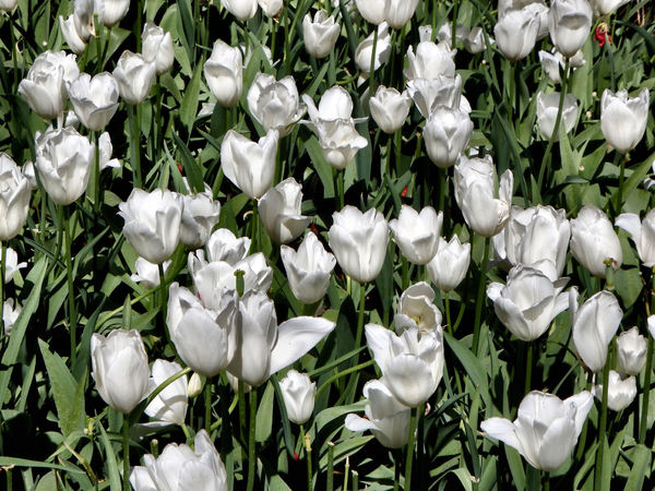 spring tulips18