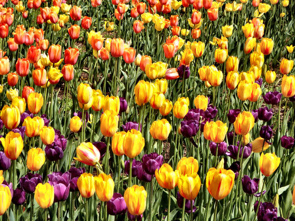 spring tulips26