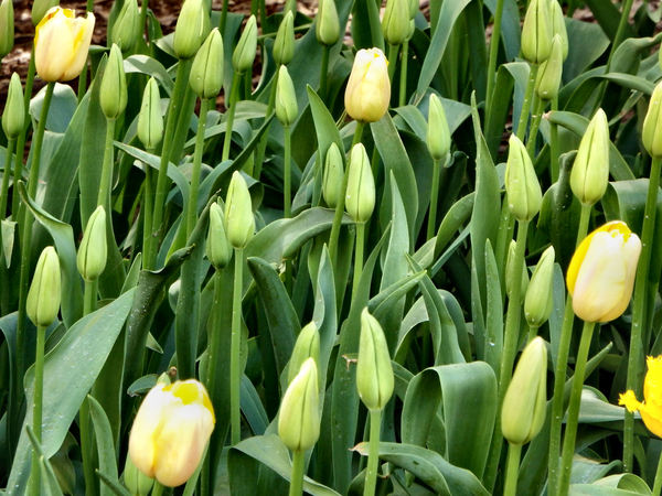 spring tulips23
