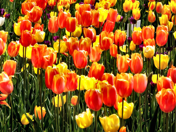 spring tulips30