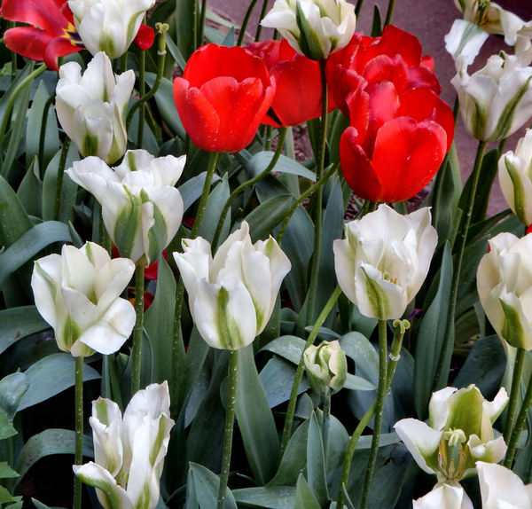 spring tulips44