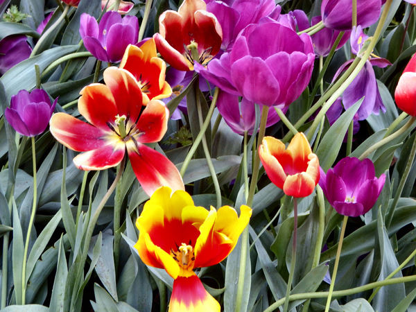 spring tulips42