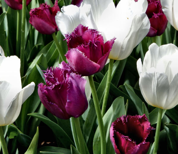 spring tulips40
