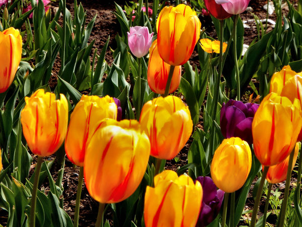 spring tulips38