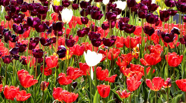 spring tulips32