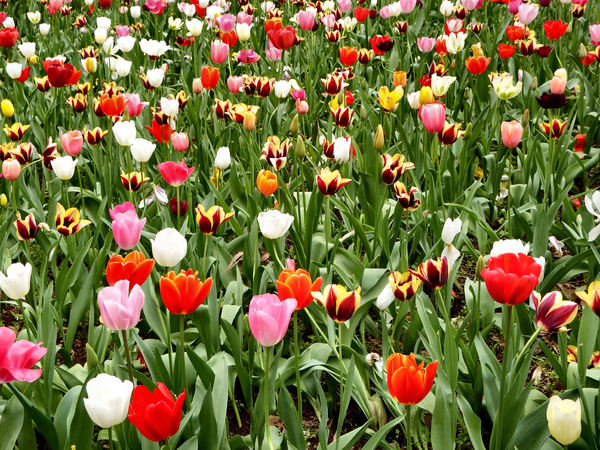 spring tulips35