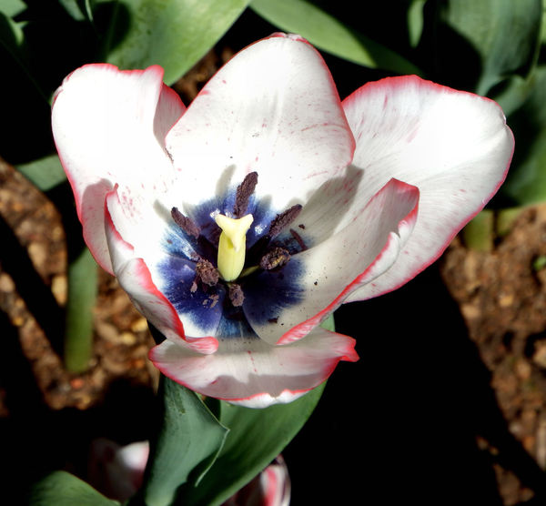 spring tulips55