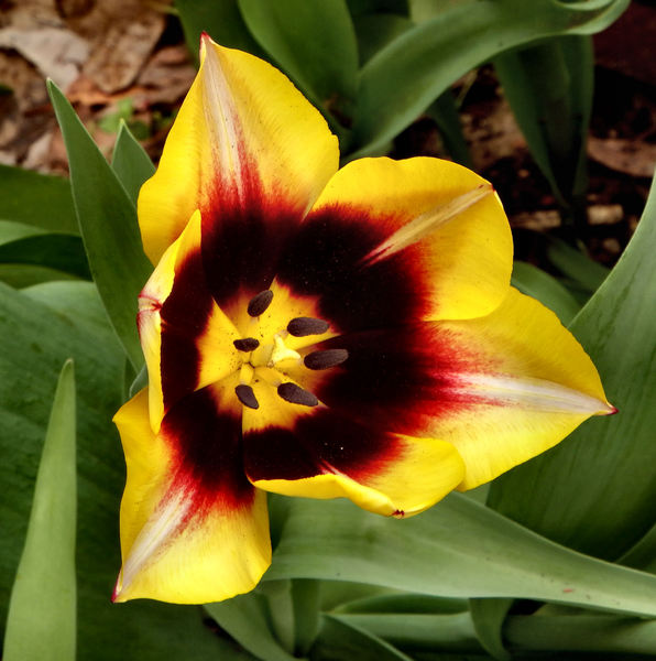 spring tulips59