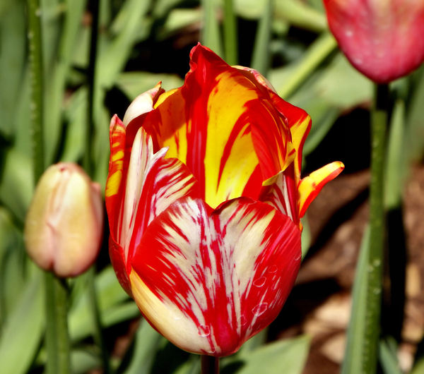 spring tulips52
