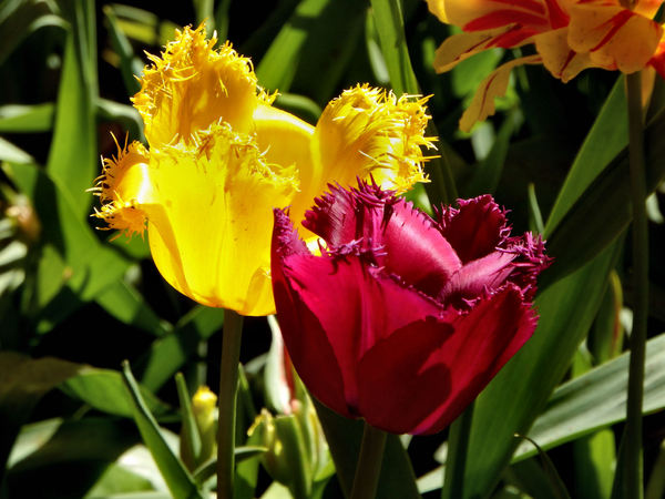 spring tulips57