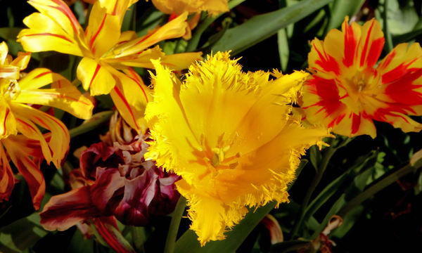 spring tulips50