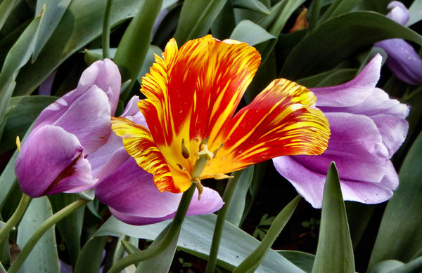 spring tulips48