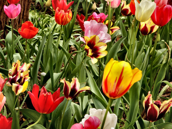 spring tulips49