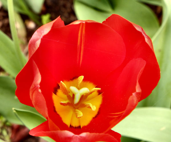 spring tulips64