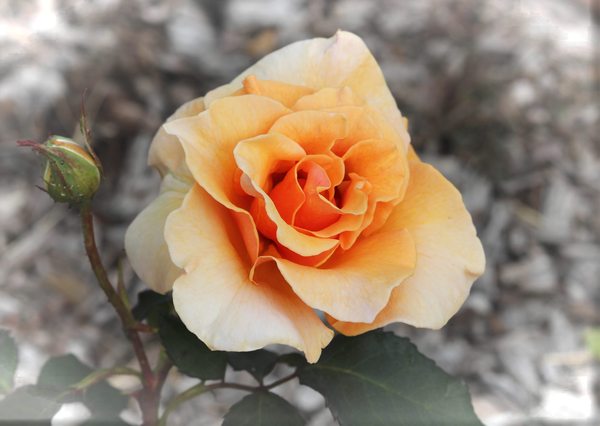 Beautiful Apricot Rose 2