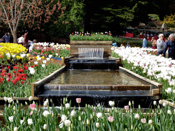 park tulip gardens6