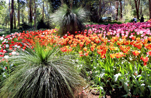 park tulip gardens3