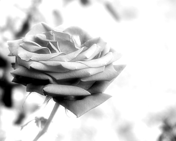Black and White Rose 2