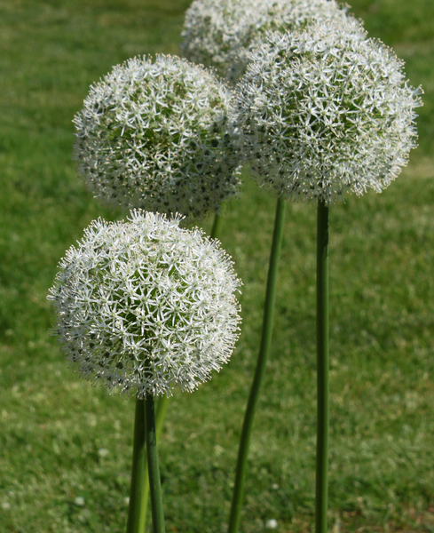 White Alliums