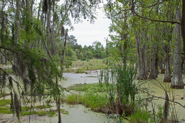 Swamp land 1