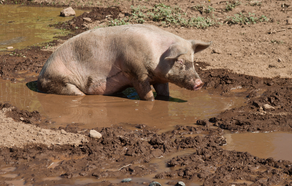 Muddy Pig