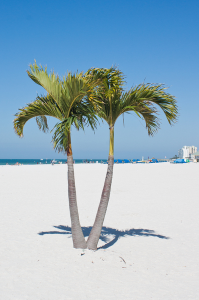Beach Palms | Free stock photos - Rgbstock - Free stock images ...