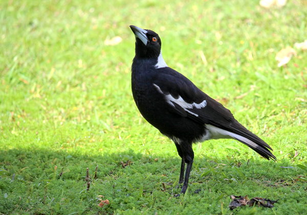 Black Backed Magpie