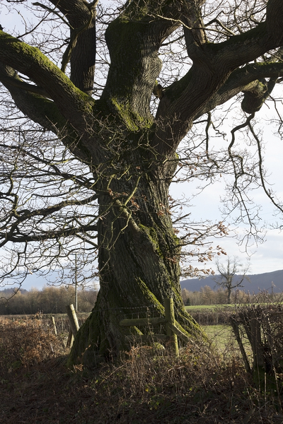 Winter oak tree