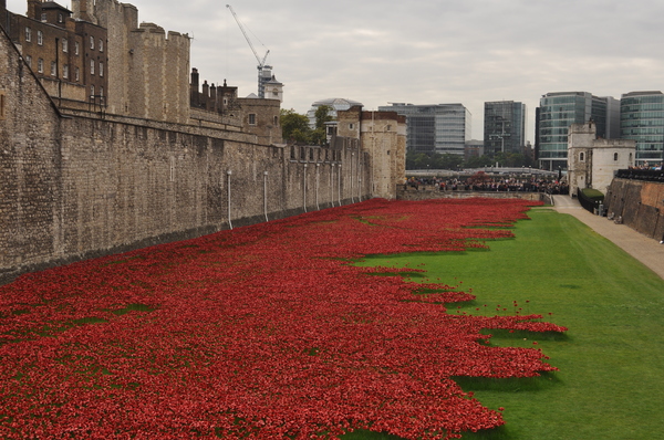 Poppies at Tower of London