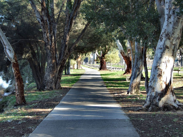 tree-lined path | Free stock photos - Rgbstock - Free stock images ...