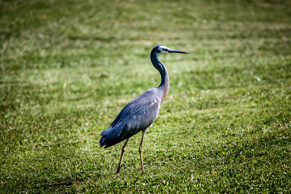 The White-faced Heron