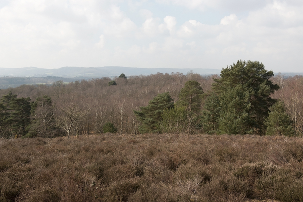 Heathland and forest