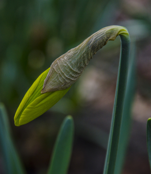 Narcis in de knop: Narcis in de knop

Daffodil in the button