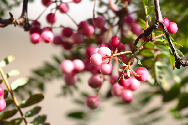 Acer tree berries: Pink berries on Acer tree