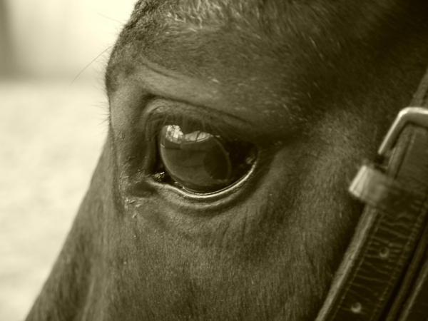 Mit den Augen eines Pferdes
